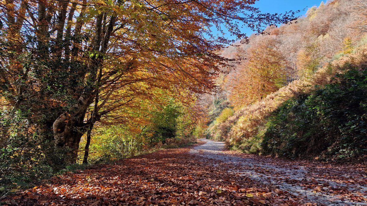 ruta senderismo asturias bosque de peloño