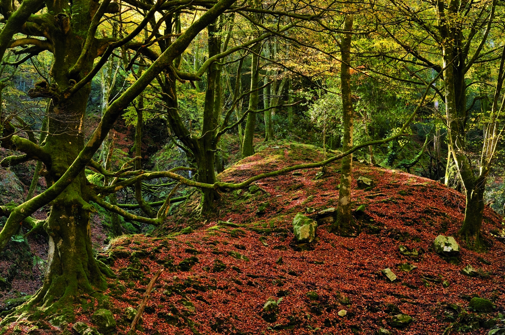 ruta senderismo asturias hayedo biescona